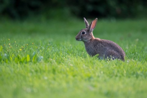 European rabbit