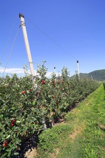 Intensive fruit cultivation Apples