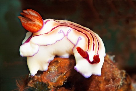 Grand star snail