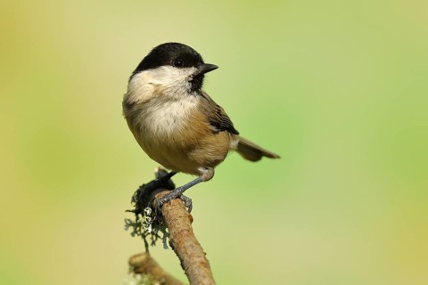 Willow tit