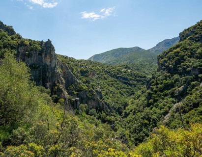 Forested mountain slopes