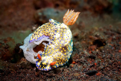 Mottled Dorid