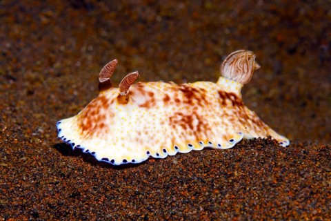 Gold and Purple Chromodoris