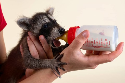 Raccoon