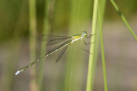 Emerald Damselfly