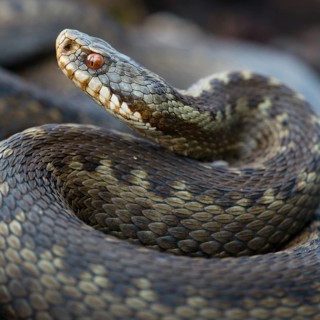 Portrait of a Common European viper