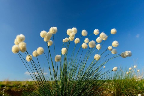 Fruitful hare's-tail cottongrass