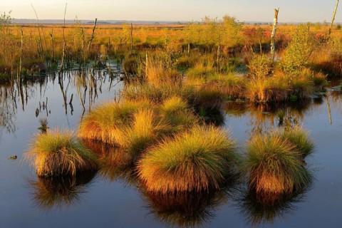Bentgrass bulbs in the Goldenstedter Moor at daybreak