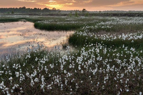 Sunset in a moor with fruiting cotton grass