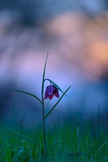 Flowering Snake's Head Fritillary
