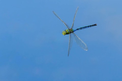Emperor dragonfly