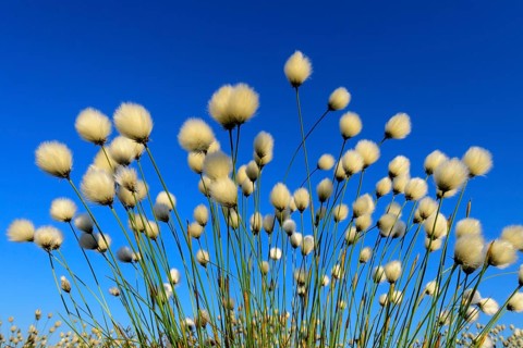 Fruitful cotton grass in spring in the moor