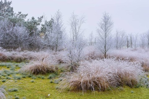 Soil with green peat moss and dead birches with hoar frost