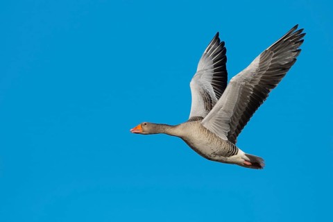 Flying Greylag goose