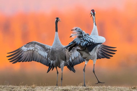 Cranes