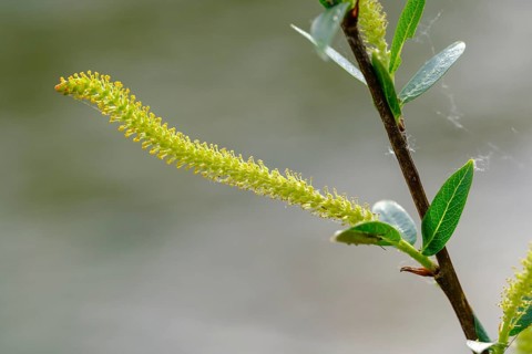 Female flower catkin of Goat willow