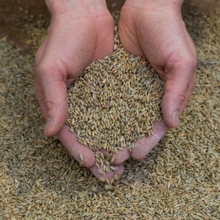 Farmer with rye meal in his hands