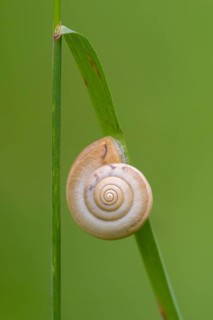 Snail shell on a blade of grass