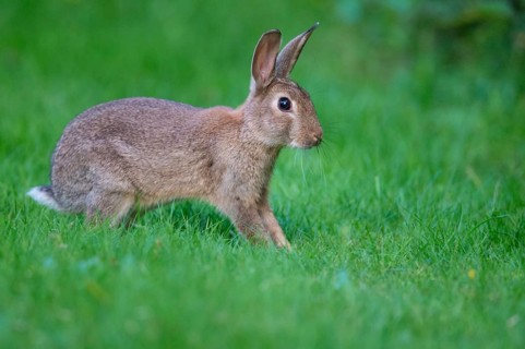 European rabbit
