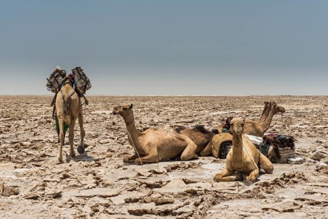 Dromedaries lie in dry salt lake