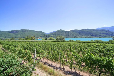 Viticulture on Lake Caldaro