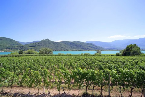 Viticulture on Lake Caldaro