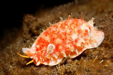 Zigzag Kaurie