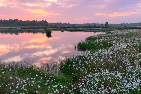 Sunset in the moor with fruiting cotton grass