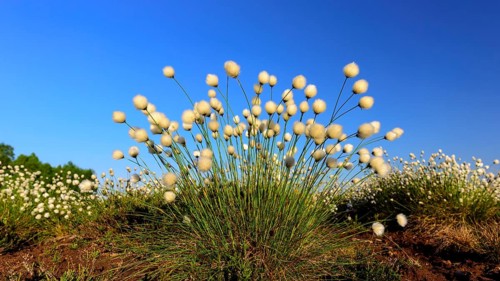 Fruitful cotton grass in spring in the moor