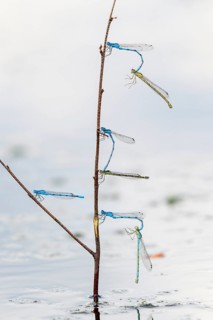 Mating wheels of the Common blue damselfly