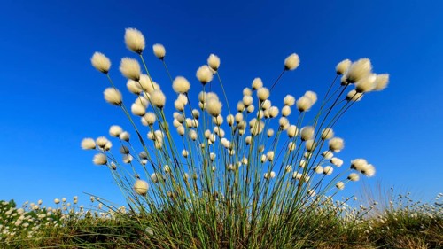 Fruitful cotton grass in spring in the moor