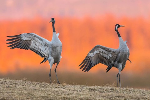 Cranes