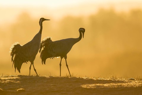 Silhouette of Grey Common cranesn