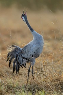 Crane