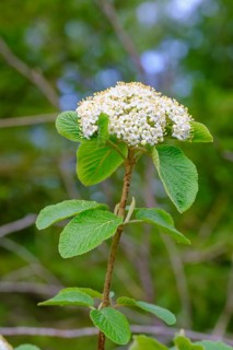 Garlic mustard