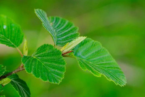 Fresh leaves of a Gray alder