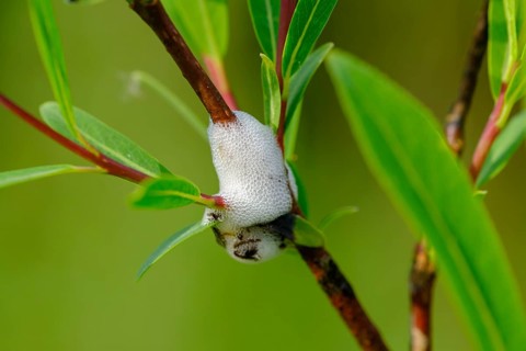 Cuckoo saliva on willow branch