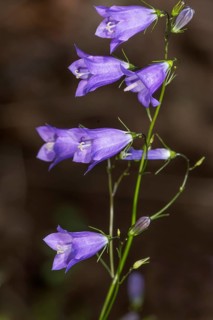 Harebell
