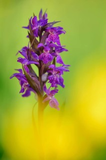Western marsh orchid