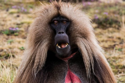 Gelada baboon