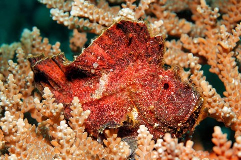 Leaf scorpionfish