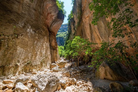 Green trees in the gorge