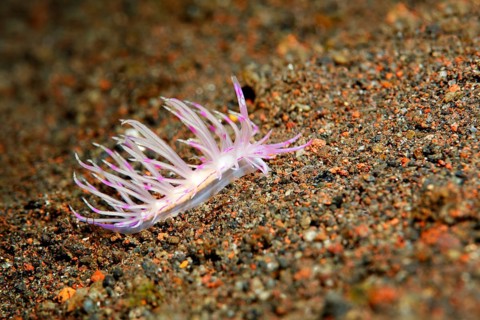 Thread snail