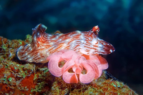 Kentrodoris nudibranch