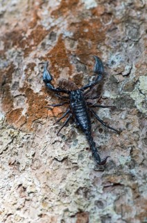 Scorpion Heterometrus longimanus with prey