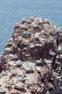Common guillemots