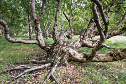 Downy birch