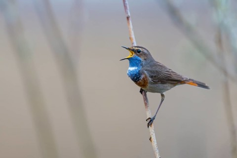 Singing Bluethroat