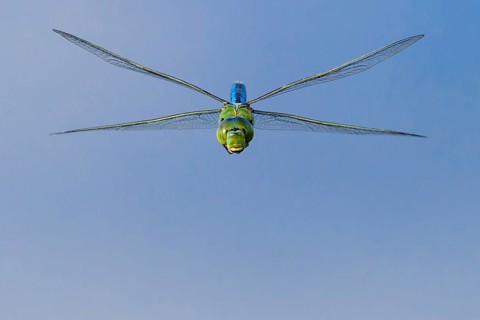 Emperor dragonfly