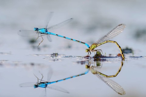 Mating wheel of the Common blue damselfly
